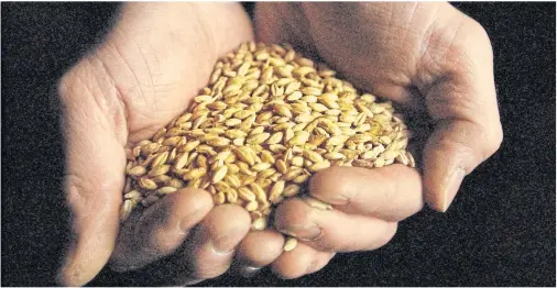  ??  ?? WHISKY GALORE: Spring barley producers were told the opening of 10 new distilleri­es this year would see demand rise by 33,000 tonnes