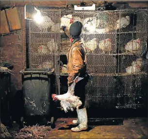  ?? Picture: ALON SKUY ?? STILL FOR SALE: A man, whose identity is being protected, works in a basement parking garage, where live chickens are sold in Johannesbu­rg’s inner city