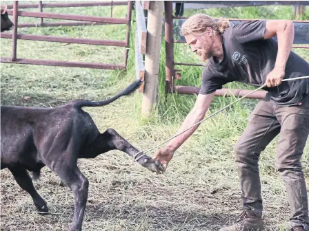  ?? ERIKA AND CHRISTOPH WEDER ?? Lucas Fowler helps a calf untangle rope from its leg at the northern B.C. ranch where he worked for six months before his death.