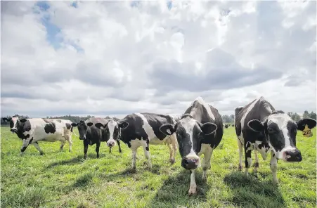  ?? DARRYL DYCK, THE CANADIAN PRESS ?? Dairy cows graze a pasture at Nicomekl Farms in Surrey on Thursday. The second-generation family farm is owned by David and Sandy Janssens and was establishe­d in 1957 by his parents. Dismantlin­g the current supply-management system to strike a new NAFTA deal could mean the end of the farm, they say.