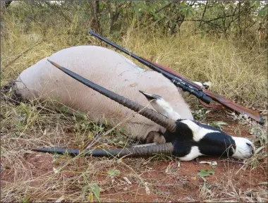  ??  ?? TOP: My oryx as I found him in the dense bush. MAIN PHOTO: A lovely Bushveld sunset.