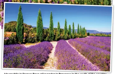  ??  ?? Meanwhile in France: Rows of lavender in Provence in the south of the country