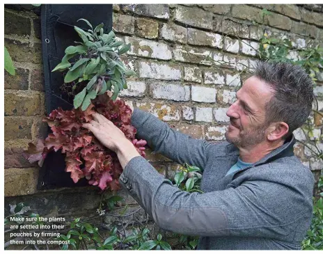  ??  ?? Make sure the plants are settled into their pouches by firming them into the compost