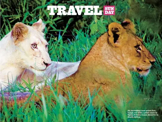  ??  ?? An incredibly rare white lion hangs out with a pride mate in Ngala Private Game Reserve in South Africa.