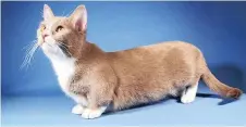  ?? PICTURE: WIKIPEDIA ?? SHORT-LIVED FAD: A Munchkin cat.