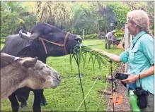  ?? ?? Linda Meek and some not-so-exotic animals.