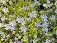  ?? ?? THE blue marguerite (felicia amelloides) adds a pleasing shade of blue to the garden.