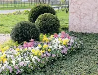  ?? FOTO: MARGIT WILD ?? Im Frühjahr bieten Friedhofsg­ärtner eine besonders große Auswahl an bunten Pflanzen an.