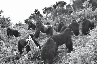  ?? Associated Press ?? ■ This 2014 photo provided by the Dian Fossey Gorilla Fund shows a group of mountain gorillas in Rwanda's Volcanoes National Park. On Wednesday, the Internatio­nal Union for Conservati­on of Nature updated the species’ status from “critically endangered” to “endangered.” The designatio­n is more promising, but still precarious.