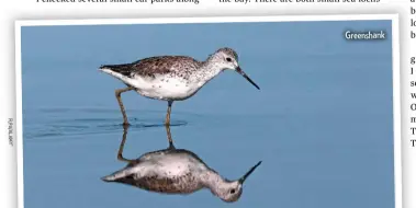  ??  ?? Greenshank