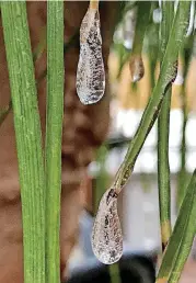  ?? [PHOTO BY PAUL HELLSTERN, THE OKLAHOMAN] ?? Water droplets freeze on the ends of blades of grass in Edmond on Saturday.