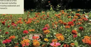  ??  ?? Bottom right: The cheerful zinnia bed attracts all manner of butterflie­s, as well as native bees and honeybees