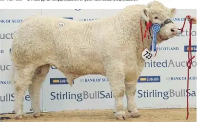  ??  ?? GOLD STANDARD: Top price Charolais Bull Goldies Linford sold for 18,000gns