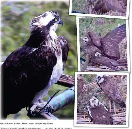  ?? ?? Mrs O pictured at nest 1. Photo: Tweed Valley Osprey Project