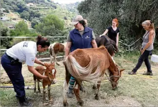  ?? (Photo Éric Ottino) ?? Une partie des chevaux de l’Élevage des Anges, à Nice, avait été saisie et confiée à des associatio­ns.