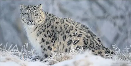  ??  ?? A snow leopard walks in its enclosure at the RZSS Highland Wildlife Park near Kincraig Scotland, Britain, on
Feb 12.