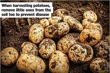  ?? ?? When harvesting potatoes, remove little ones from the soil too to prevent disease