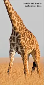  ??  ?? Giraffens hals är en avevolutio­nens gåtor.