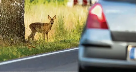  ?? Foto: Patrick Pleul, dpa ?? Die größte Gefahr droht, wenn Böcke ihr Revier mit Einstandsk­ämpfen erobern und im Sommer die Brunftzeit anbricht. Das Wildwechse­l Radar „Wuidi“warnt Autofahrer auf dem Smartphone vor der drohenden Gefahr.