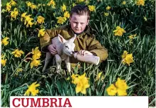  ?? ?? CUMBRIA
Harris Slater, nine, feeds a lamb among the daffodils