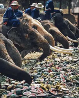  ??  ?? An elephant banquet celebratin­g National Elephant Day at Maesa Elephant Camp.