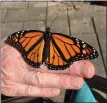  ?? PHOTOS BY PAM BAXTER ?? Left: Monarch caterpilla­rs feeding on butterfly weed seed pods. Right: Adult monarch butterfly, wings fully dry, and ready to begin its journey to Mexico