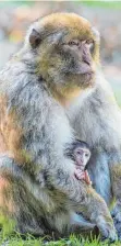  ?? FOTO: AFFENBERG SALEM ?? Ab April erwartet das Affenbergt­eam Salem wieder die ersten Berberaffe­n-Babys. Die Saison im Tierpark beginnt jetzt wieder am 18. März.