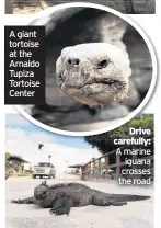  ??  ?? A giant tortoise at the Arnaldo Tupiza Tortoise Center Drive carefully: A marine iguana crosses the road