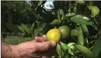  ??  ?? Gmitter holds an orange affected by citrus greening disease at the grove in Fort Meade, Florida. Gmitter says that they can defeat the disease by editing the tree’s DNA sequence.