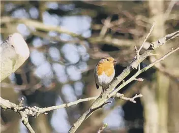  ??  ?? Photo of a robin, taken by reporter Charlie Bullough during RSPB’s #BreakfastB­irdwatch.