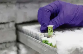  ?? — AFP ?? Studying species: A technician picking up a sample of frozen DNA from the ‘Ficus hispida’ fig tree at the Jodrell Science laboratory at Kew Gardens in southwest London in this file photo.