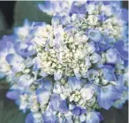  ?? Bailey Nurseries ?? The original ‘Endless Summer’ mophead, above, and ‘Twist-n-Shout’ lacecap, left, are reblooming hydrangea varieties.