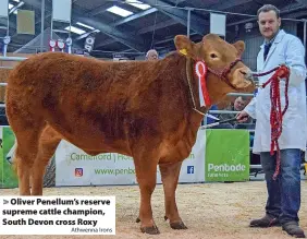  ?? Athwenna Irons ?? Oliver Penellum’s reserve supreme cattle champion, South Devon cross Roxy