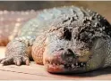  ?? PATRICK DOYLE THE CANADIAN PRESS PHOTOS ?? An American alligator is photograph­ed at Little Ray's Nature Centre.