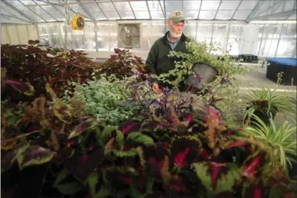  ?? DAVID BEBEE, RECORD STAFF ?? Bert Klein-Horsman, the City of Cambridge’s horticultu­re lead hand, organizes plants in the greenhouse in Riverside Park on Tuesday.