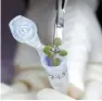  ?? AP-Yonhap ?? Institute of Food and Agricultur­al Sciences, a researcher places a thale cress plant grown during a lunar soil experiment in a vial for genetic analysis, at a laboratory in Gainesvill­e, Fla. in this 2021 photo provided by the University of Florida.