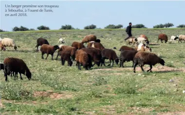  ??  ?? Un berger promène son troupeau à Tebourba, à l’ouest de Tunis, en avril 2018.