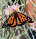  ?? ?? Monarch