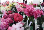  ?? CONTRIBUTE­D ?? The 43rd annual John Druecker Memorial Rhododendr­on Show will be held at the Gardens on Saturday, May 14, and Sunday, May 15.