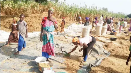  ??  ?? Farmers threshing soya beans near Sheme, Katsina State