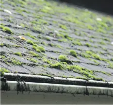  ??  ?? To get rid of moss growing on an asphalt shingle roof, a plant-safe product such as Scotts Miracle-Gro will do the trick effectivel­y.