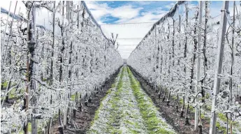  ?? FOTO: ANDY HEINRICH ?? Mit der Methode der Frostbereg­nung schützen die Landwirte in Langenarge­n-Oberdorf die Blüten in den Frostnächt­en vor dem Erfrieren.