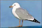  ?? CREATIVE COMMONS / WIKIPEDIA ?? The ring-billed gull, shown here, is Georgia’s most common gull species in winter, occurring on inland lakes as well as on the coast. The bird is named for the black ring around its beak.