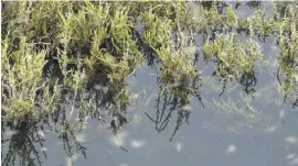  ?? Foto: Stefan Wieczorek ?? An der Lagune entstehen leicht Pfützen.