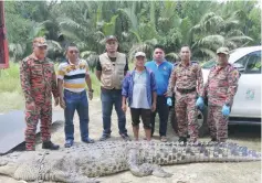  ??  ?? SFC and Bomba personnel and others with the carcass of the culled crocodile.