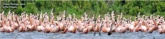  ??  ?? Chilean Flamingos dance at Mar Chiquita