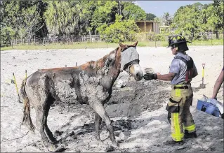  ?? PHOTOS BY PALM BEACH COUNTY FIRE RESCUE ?? A Palm Beach County Fire Rescue crew member assists Skip, a 25-year-old horse, after it was freed from a large patch of muck at a home in The Acreage on Monday.