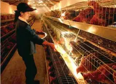  ??  ?? 옌보촌농민전문합작사­에서건설한녹각단계양­식장에서한직원이닭에­게모이를주고있다.사진/구이저우옌보촌제공