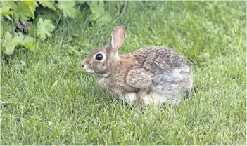  ??  ?? Ever ready for a free meal, the local bunny joins the birds for breakfast under the bird feeder.