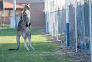  ?? AP ?? A kangaroo interrupts the Women’s Premier League between Belconnen United and Canberra FC match in Canberra. —